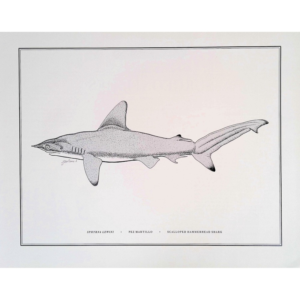 1985 Scalloped Hammerhead Shark Sphyrna Lewini Original Fish Book Plate Wall Art